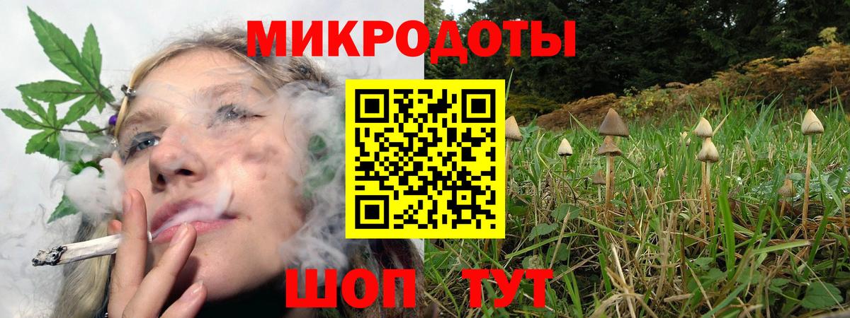 Галлюциногенные грибы Psilocybe Сальск